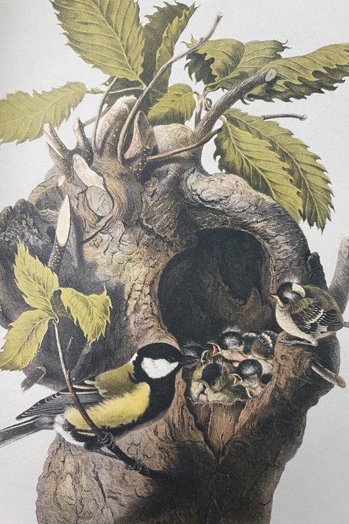 Что почитать: сразу три прекрасные книги о птицах 1