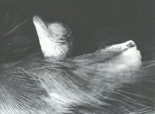 птенец лапчатонога в специальном кармашке под крылом у самца, фото Мигеля Альвареса дель Торо