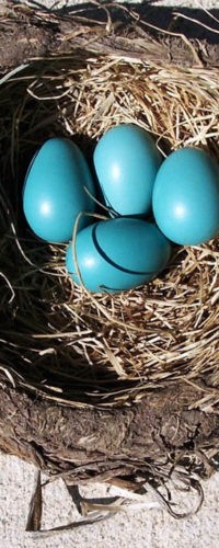 Зачем птицы несут голубые яйца?