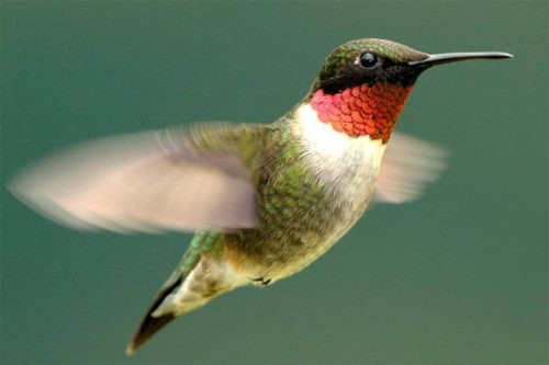 Пять удивительных примеров того, как птицы изменяют тело в сезон миграции