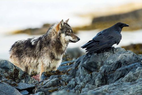 Вороны и волки: совместная охота и игры