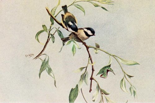 Иллюстрации птиц из книги The story of hedgerow and pond