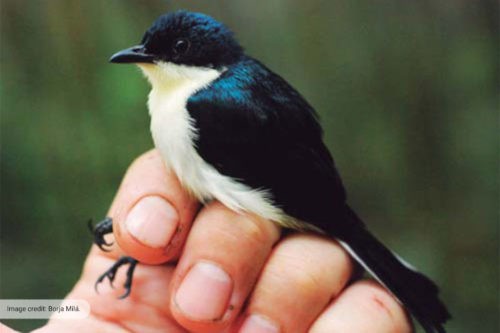 Атласный фруктоед: в Новой Гвинее обнаружили новый вид птиц