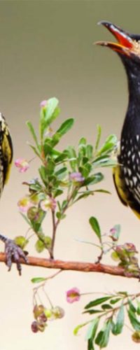 Австралийские орнитологи учат птиц брачным песням