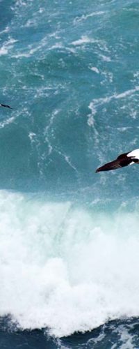 Морские птицы с черными крыльями летают на 20% эффективнее