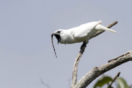 Одноусый звонарь: птица, которая может перекричать самолет