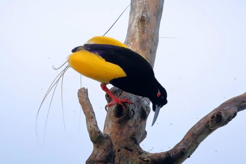 Черные перья райских птиц поглощают до 99,95% света