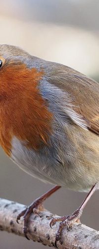Самки птиц умеют петь не хуже самцов. А зачем им это?