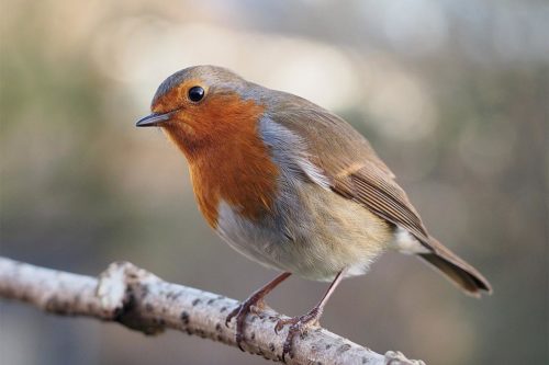 Самки птиц умеют петь не хуже самцов. А зачем им это? 