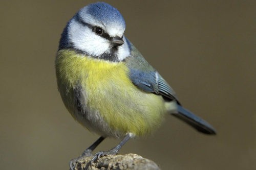 Синицы узнают о плохой еде от других птиц