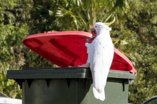 Австралийские какаду учатся друг у друга открывать баки с мусором