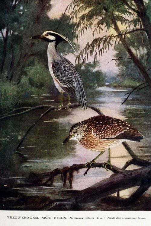  Иллюстрации птиц из книги Synopsis avium : nouveau manuel d'ornithologie v.1 (1902)