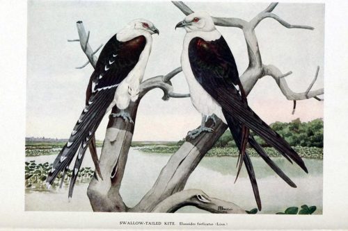  Иллюстрации птиц из книги Synopsis avium : nouveau manuel d'ornithologie v.1 (1902)