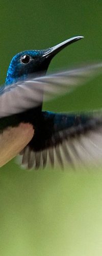 У колибри-якобинов больше 20% самок маскируются под самцов
