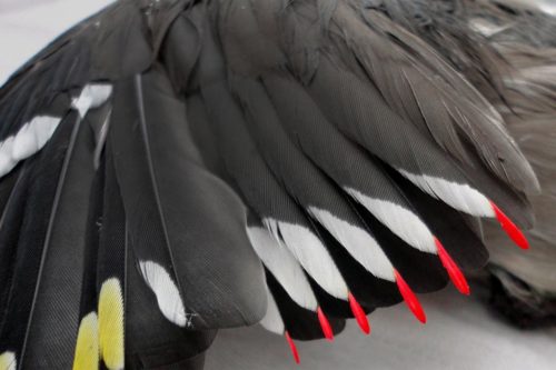 Свиристель привлекает самочек «восковыми крыльями»