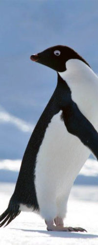 Пингвин Адели преодолел 3000 км и доплыл до Новой Зеландии