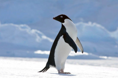 Пингвин Адели преодолел 3000 км и доплыл до Новой Зеландии