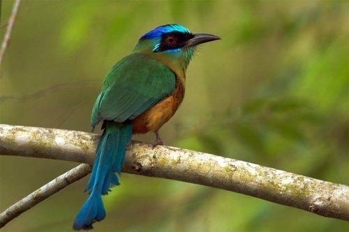 Амазонские птицы стали меньше из-за глобального потепления
