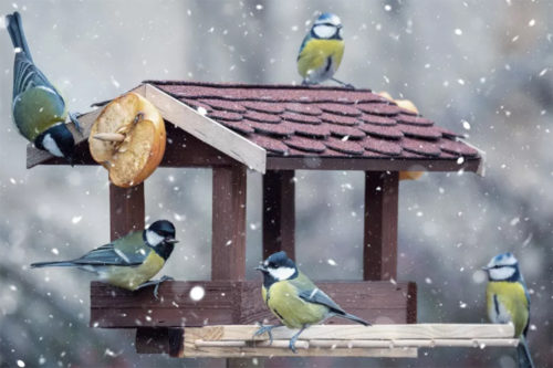 Зима-холода - самое время покормить птиц!