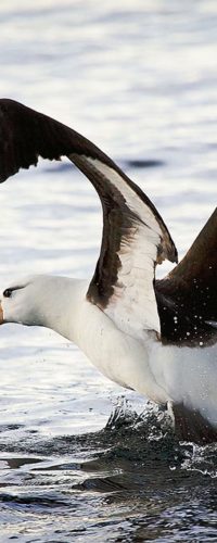 Чернобровые альбатросы умеют нырять на глубину до 19 метров