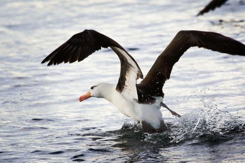 Чернобровые альбатросы умеют нырять на глубину до 19 метров