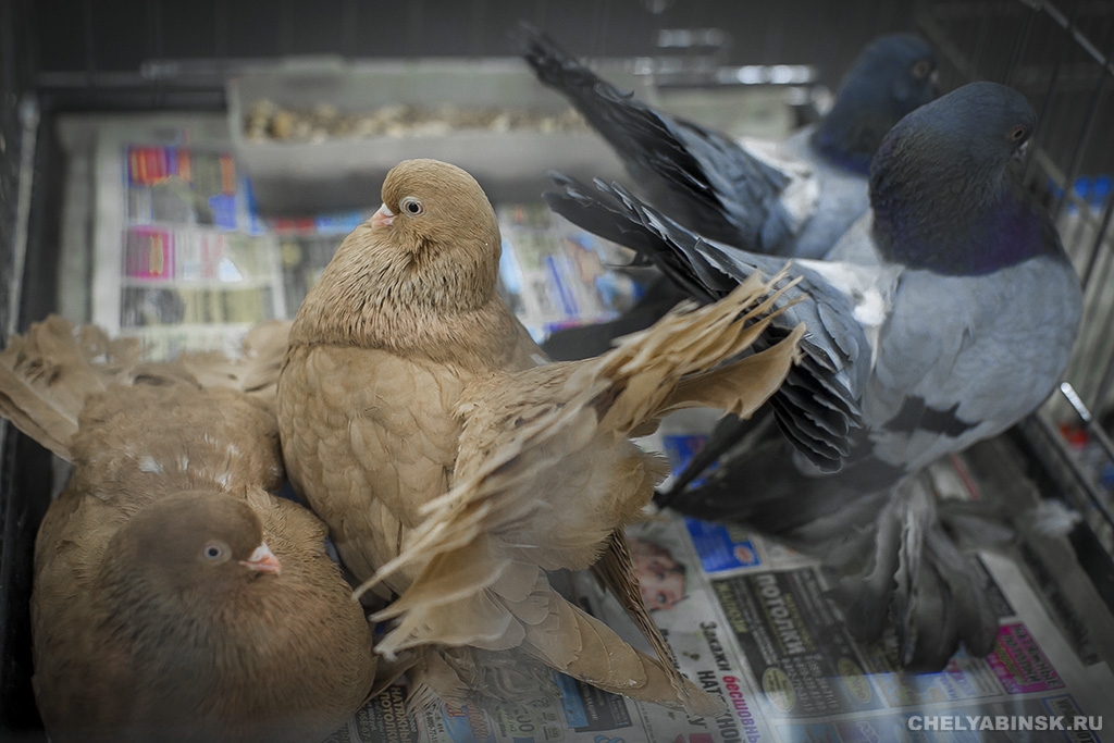 Выставка голубей «Птица-радость» собрала в Челябинске более 200 лучших пород России